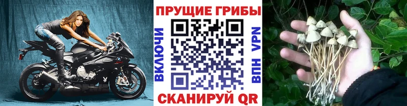 Псилоцибиновые грибы мухоморы  Купить  Сасово 